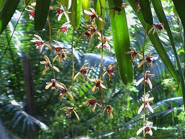Garden Orchid Shower