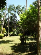 Lower garden area